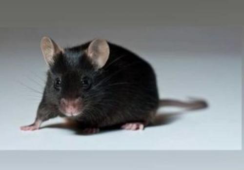 Сдохла мышь под полом, что делать. Сдохла мышь под полом: средства и методы избавления от запаха