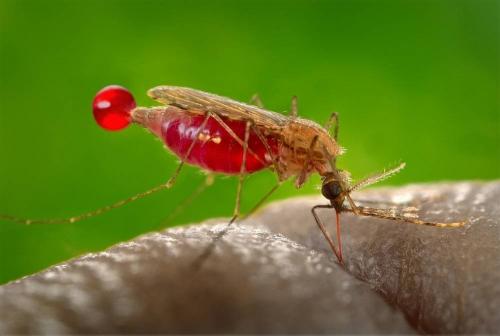 Средство от комаров на участке. Какой смысл травить комаров на дачном участке?