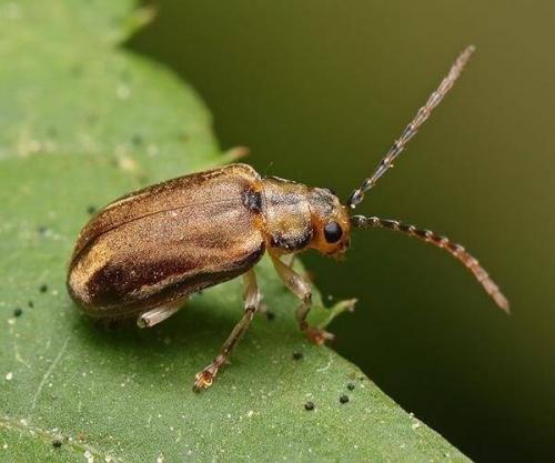 Кальцинированная сода в огороде. Кальцинированная сода на огороде: борьба с болезнями, вредителями, сорняками.