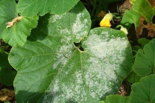 Кальцинированная сода в огороде. Кальцинированная сода на огороде: борьба с болезнями, вредителями, сорняками.