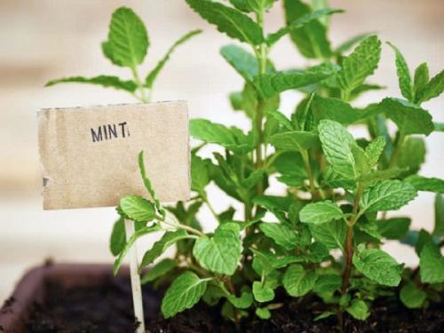 Как избавиться от горелого запаха на кухне. Бабушка научила, как избавиться от запаха гари на кухни, если что-то пригорело: уксус, кофе и другие средства 07 Как избавиться от горелого запаха на кухне. Бабушка научила, как избавиться от запаха гари на кухни, если что-то пригорело: уксус, кофе и другие средства 07