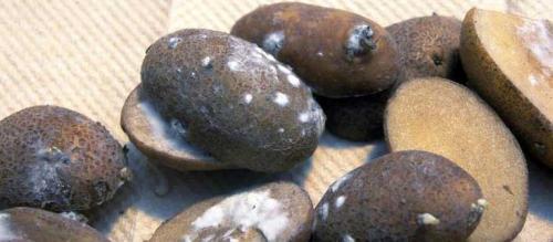 Белый мох в погребе. Как бороться с белым грибком