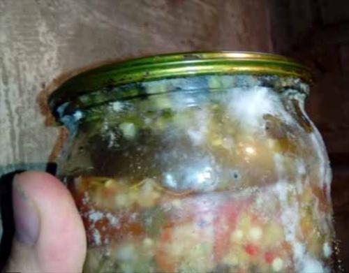 Белый мох в погребе. Как бороться с белым грибком