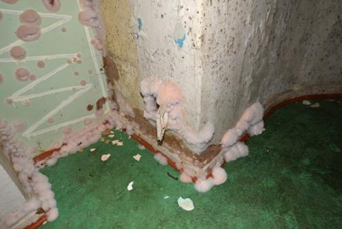 Грибок в подвале частного дома. Виды плесени и способы ее обнаружения