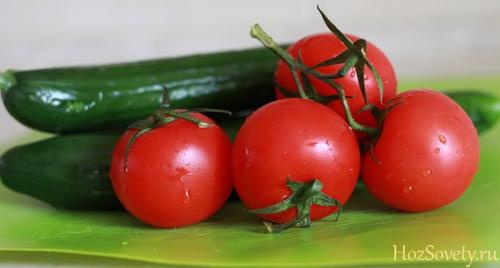 Как хранить огурцы до закрутки. Где и как хранить свежие огурцы 04 Как хранить огурцы до закрутки. Где и как хранить свежие огурцы 04