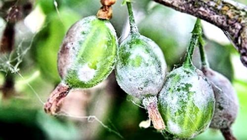 Мучнистая роса чем обработать. О мучнистой росе