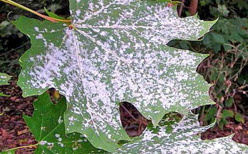 Мучнистая роса чем обработать. О мучнистой росе