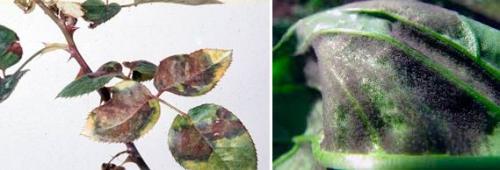 Ложная мучнистая роса комнатных растений. Мучнистая роса на комнатных растениях