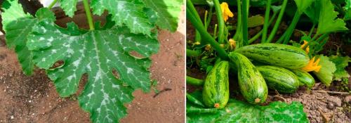 Мучнистая роса на домашних растениях. Мучнистая роса: обычная и ложная, проявления, меры борьбы