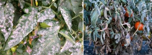 Мучнистая роса на домашних растениях. Мучнистая роса: обычная и ложная, проявления, меры борьбы