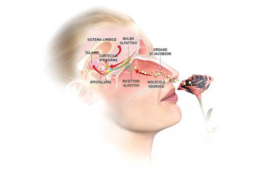 Секреты, почему вещи плохо пахнут: что делать 01 Секреты, почему вещи плохо пахнут: что делать 01