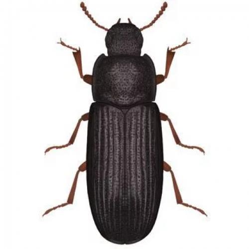 Как избавиться от жуков в продуктах, если они уже появились. Жучки в муке или крупе - что делать?