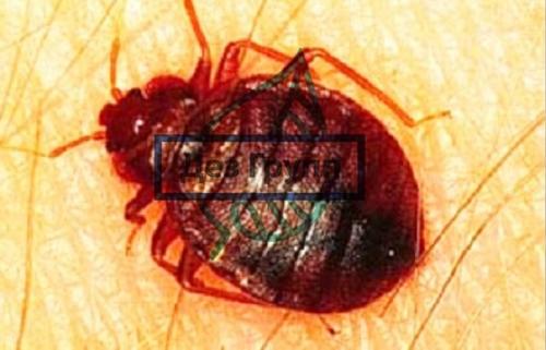 Рис после жучков: безопасно ли его употребление 01 Рис после жучков: безопасно ли его употребление 01