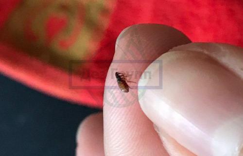 Рис после жучков: безопасно ли его употребление 02 Рис после жучков: безопасно ли его употребление 02