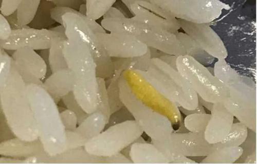 Рис после жучков: безопасно ли его употребление 05 Рис после жучков: безопасно ли его употребление 05