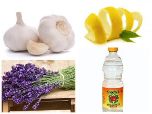 Можно ли использовать нагревание для уничтожения жучков в крупе. Как быстро избавиться от насекомых на кухне