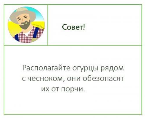 Как дома хранить свежие огурцы. Дедовские способы