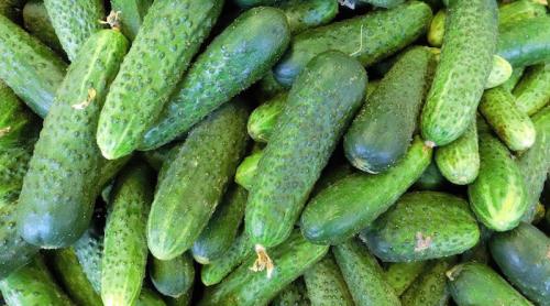 Как сохранить свежие огурцы без холодильника. Хранение огурцов в холодильнике 01 Как сохранить свежие огурцы без холодильника. Хранение огурцов в холодильнике 01
