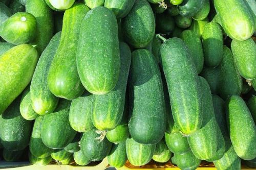 Где хранить огурцы. Отбор корнеплодов и подготовка к хранению