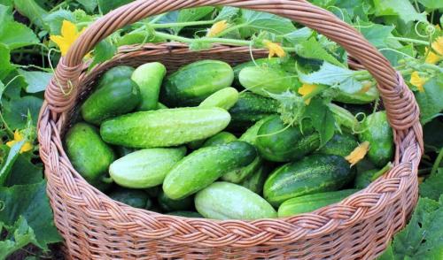 Как сохранить свежие огурцы без холодильника. Хранение огурцов в холодильнике 02 Как сохранить свежие огурцы без холодильника. Хранение огурцов в холодильнике 02