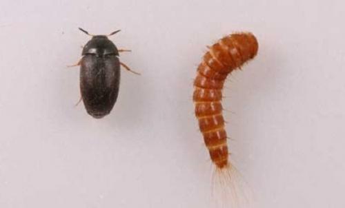 Какие домашние средства можно использовать для борьбы с жуками в рисе. Жучки в крупе