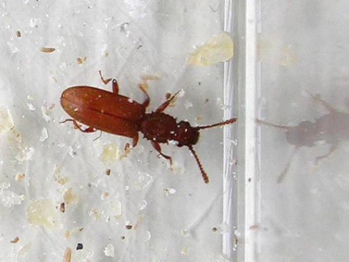 Как можно уничтожить яйца жучков в крупе. Жучки в муке или крупе - что делать?