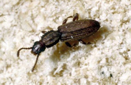 Какие домашние средства можно использовать для борьбы с жуками в рисе. Жучки в крупе