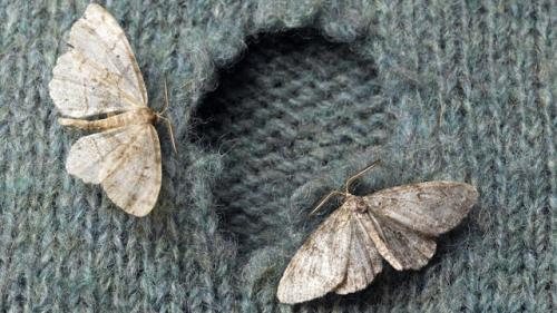 Средство от моли в ссср. Как избавиться от моли. Рецепты прошлого столетия