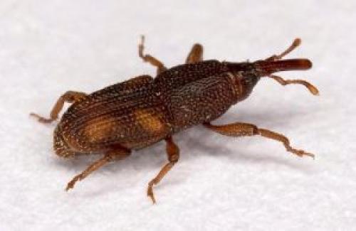 Маленькие черные жучки на кухне. Какие бывают кухонные жуки?