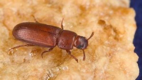 Маленькие черные жучки на кухне. Какие бывают кухонные жуки?