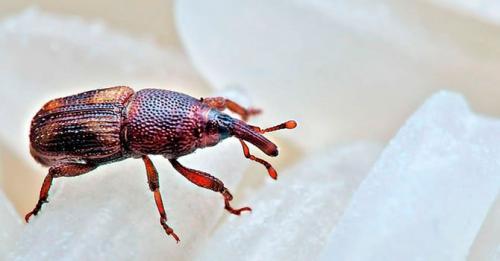 Как избавиться от жучков в крупе: алгоритм и средства