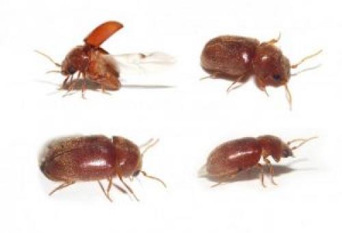 Маленькие черные жучки на кухне. Какие бывают кухонные жуки?