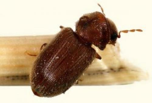 Маленький жучки на кухне. Жучки на кухне: как избавиться от насекомых — 7 советов