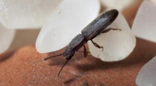 Маленькие черные жучки на кухне. Какие бывают кухонные жуки?