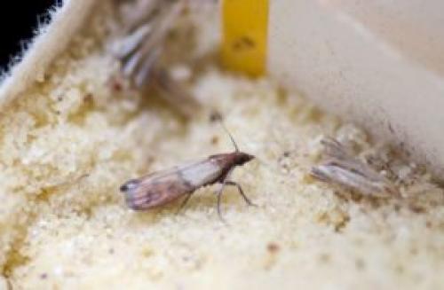Маленький жучки на кухне. Жучки на кухне: как избавиться от насекомых — 7 советов