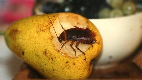 Раптор шашка. Использование аквафумигатора Раптор в борьбе с тараканами: инструкция и меры безопасности. Эффективна ли дымовая шашка? Отзывы покупателей