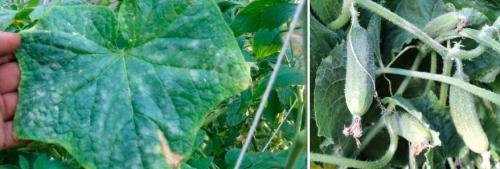 Мучнистая роса на комнатных растениях борьба. Мучнистая роса: обычная и ложная, проявления, меры борьбы