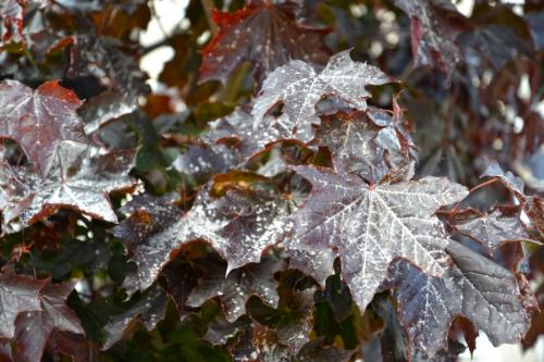 Как лечить мучнистую росу. Что такое мучнистая роса и как с ней бороться 13 Как лечить мучнистую росу. Что такое мучнистая роса и как с ней бороться 13