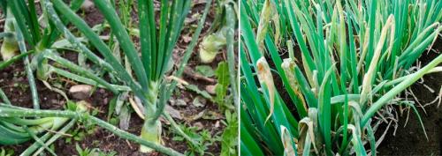 Мучнистая роса на комнатных растениях борьба. Мучнистая роса: обычная и ложная, проявления, меры борьбы