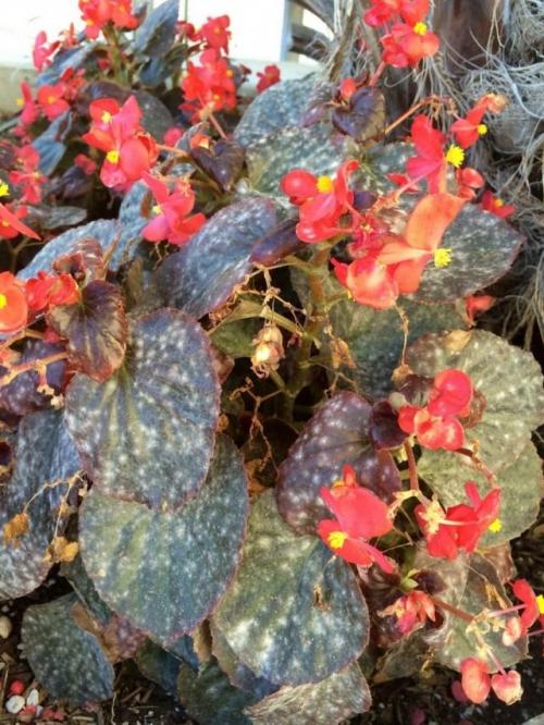 Препараты от мучнистой росы. Что такое мучнистая роса?