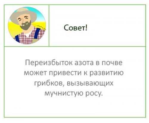 Мучнистая роса на комнатных растениях борьба. Мучнистая роса: обычная и ложная, проявления, меры борьбы