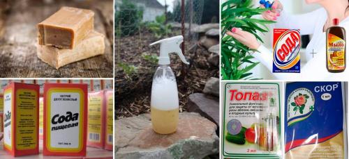 Мучнистая роса на комнатных растениях борьба. Мучнистая роса: обычная и ложная, проявления, меры борьбы