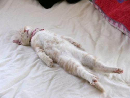 Борная кислота от тараканов и домашние животные. Действие борной кислоты на кошек