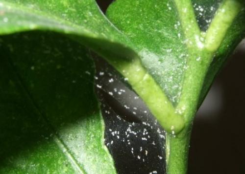 Как выглядит КЛЕЩ на комнатных растениях. Паутинный КЛЕЩ на комнатных цветах –, что нужно знать?