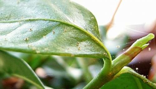 Как выглядит КЛЕЩ на комнатных растениях. Паутинный КЛЕЩ на комнатных цветах –, что нужно знать?