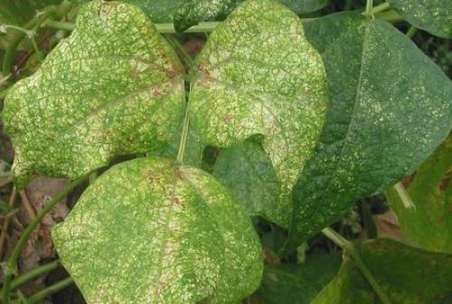 Как выглядит КЛЕЩ на комнатных растениях. Паутинный КЛЕЩ на комнатных цветах –, что нужно знать?