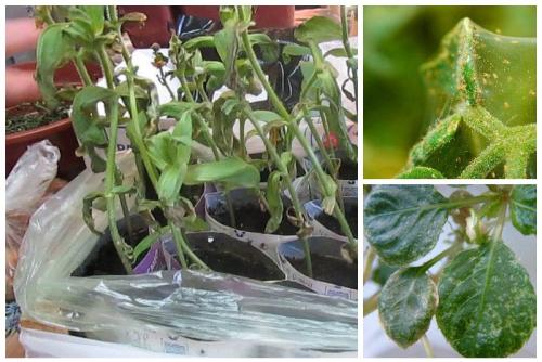 КЛЕЩ на растениях: как бороться. Способы борьбы с паутинным клещом