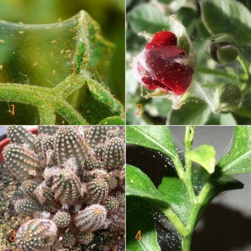 Откуда берется паутинный КЛЕЩ на комнатных растениях. Описание