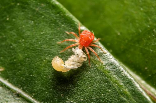 КЛЕЩ на цветах, как избавиться. Паутинный клещ: чем он опасен и как избавиться от него?