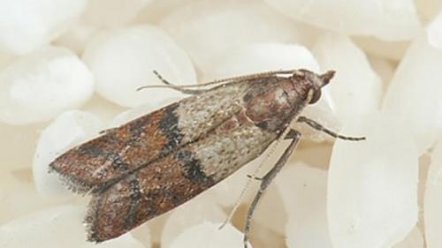 Можно ли избавиться от жучков в рисе с помощью химических средств. Жучки в крупе